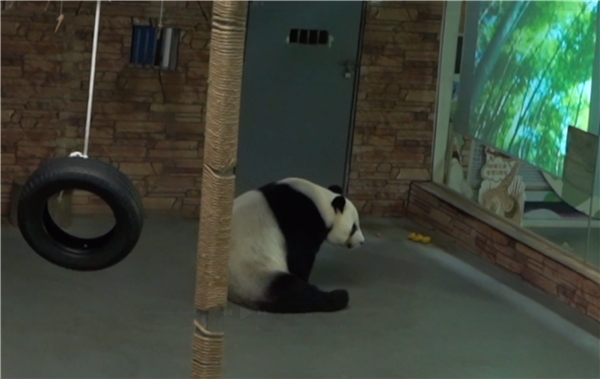 工作人员表示,其实大熊猫也是感性的动物,生活环境也会考虑到他们身心健康,多个地方的动物园都曾经准备给大熊猫播放过影片,之前都是用电视机,屏幕不够大,而且还不太安全,熊猫在观看影片的时候,很容易碰落机器。不过,用Vidda C1 4K全色激光投影仪就不会有这个顾虑了。通过大屏背投的方式,可以避免熊猫扑上去撕咬,也方便大熊猫观看,效果非常好。