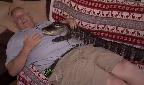 帮助人类对抗抑郁症的医生竟然是只鳄鱼