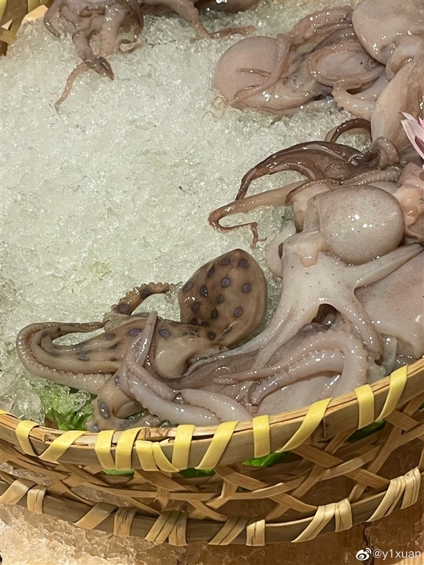 网友称吃火锅遇剧毒蓝环章鱼！专家：最毒的海洋生物之一