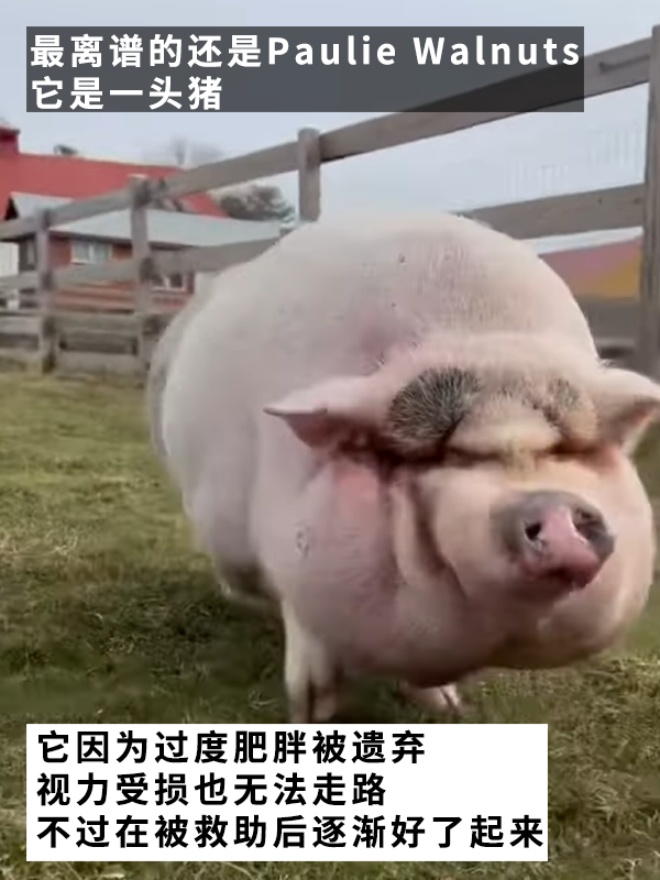 因为狗子太胖主人被判入狱两个月！罚款5000多