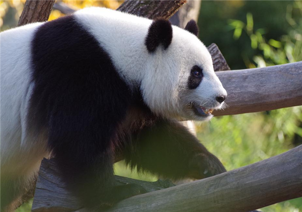 芬兰一动物园拟送大熊猫回中国：缺钱养不了