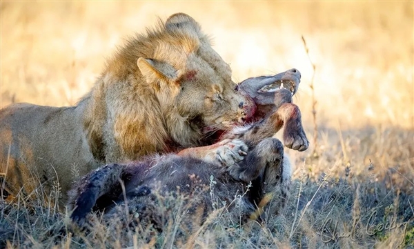 狮子那么厉害  为什么不把烦人的鬣狗全部吃光？