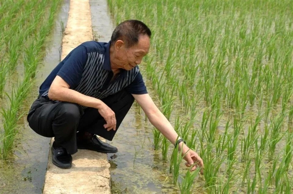 竹子、水稻杂交成竹稻 可长到2米！亩产千公斤、20元1斤