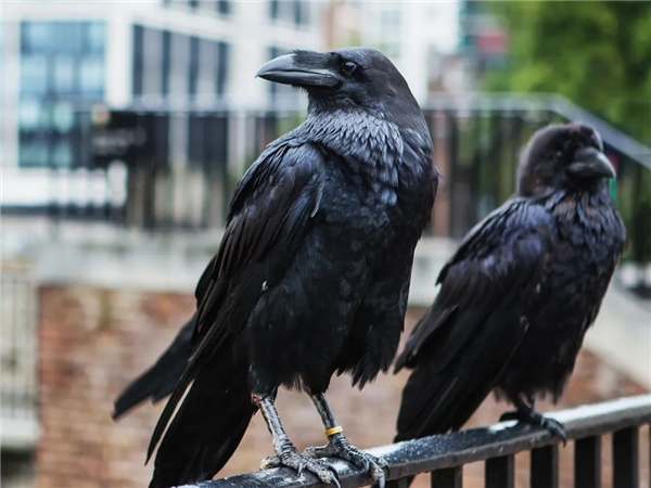 从“神鸟”到“凶鸟”：几千年来乌鸦到底经历了什么？
