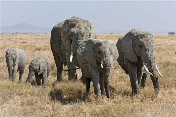 非洲要送英国、德国3万头大象 不能不要！尝尝和大象生活的滋味