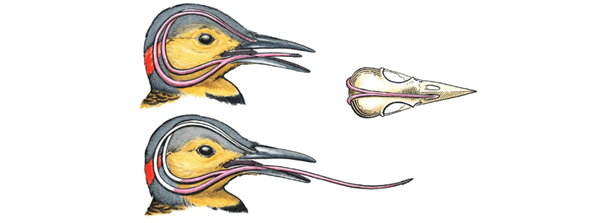动物界最独特的舌头：体长的1/3 必须缠在头上