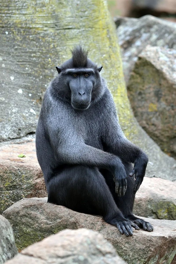 称猴子自拍照版权归猴子：美国动物组织替猴子起诉摄影师