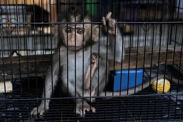 从1万涨到40万 实验猴贵到离谱：泰国猴子诡异频频失踪