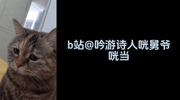 这届年轻人 正在用小猫演绎自己的精神状态