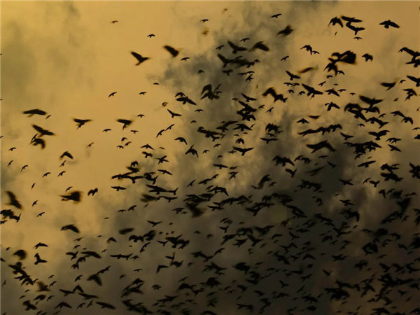 从“神鸟”到“凶鸟”：几千年来乌鸦到底经历了什么？