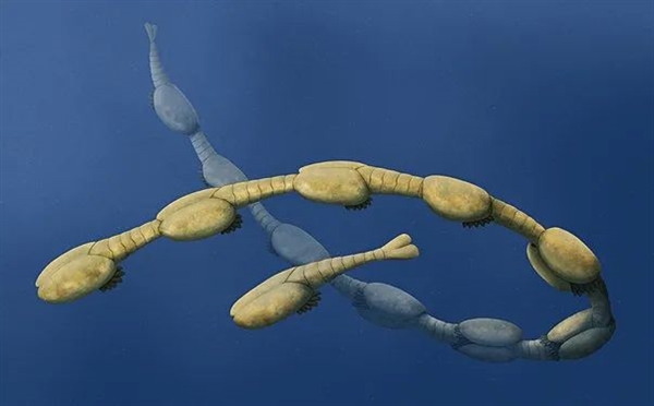 奇特的鼩鼱：出门彼此咬着尾巴行动 5亿年前就怎么干了