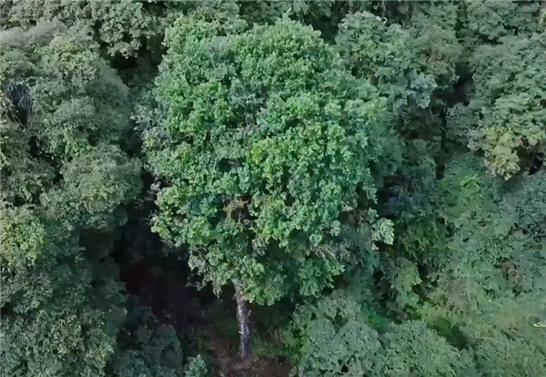 全球最古老野生茶树有9层楼高：已经生存了2700多年