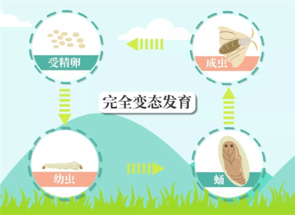 如果切掉毛虫的1条腿 会羽化出5条腿的蝴蝶吗？