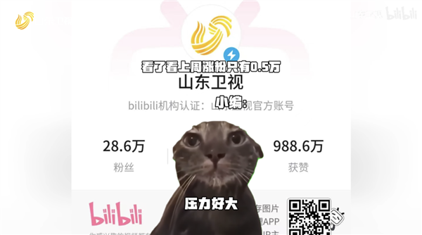 这届年轻人 正在用小猫演绎自己的精神状态