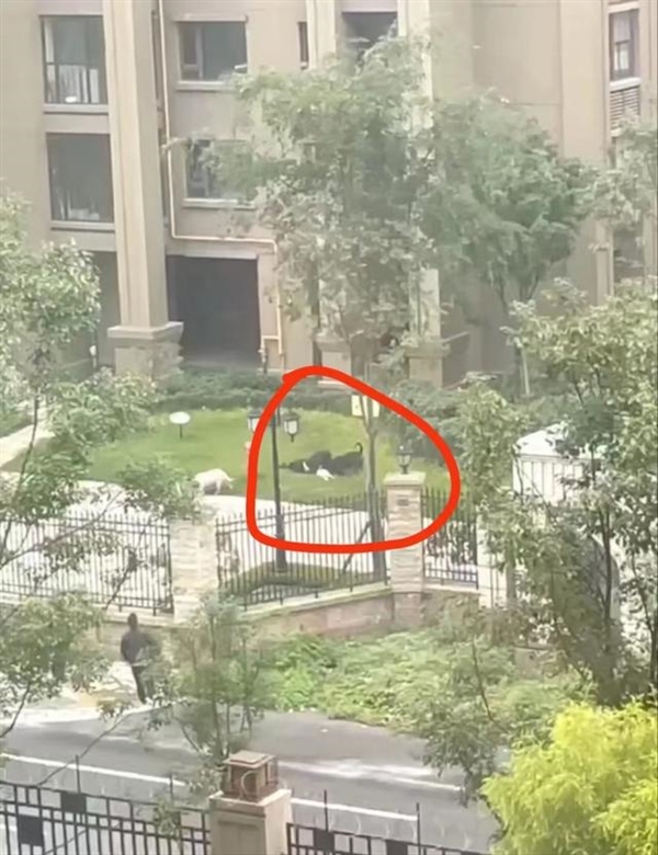 成都2岁女童遭烈犬撕咬入院治疗：狂犬病死亡率100%！牢记四步处理