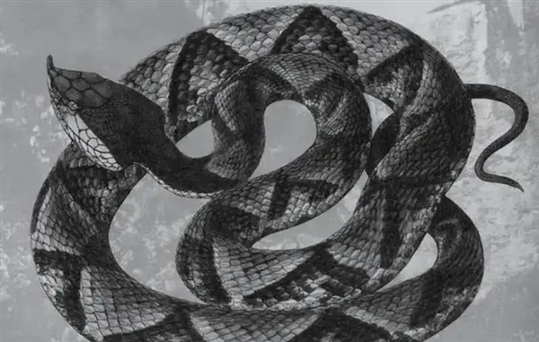 五步蛇在中国并不是最毒的 却是最危险的！