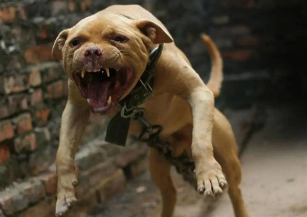 英国女遛狗师疑被8只狗咬死：带头的居然是自己收养的恶犬