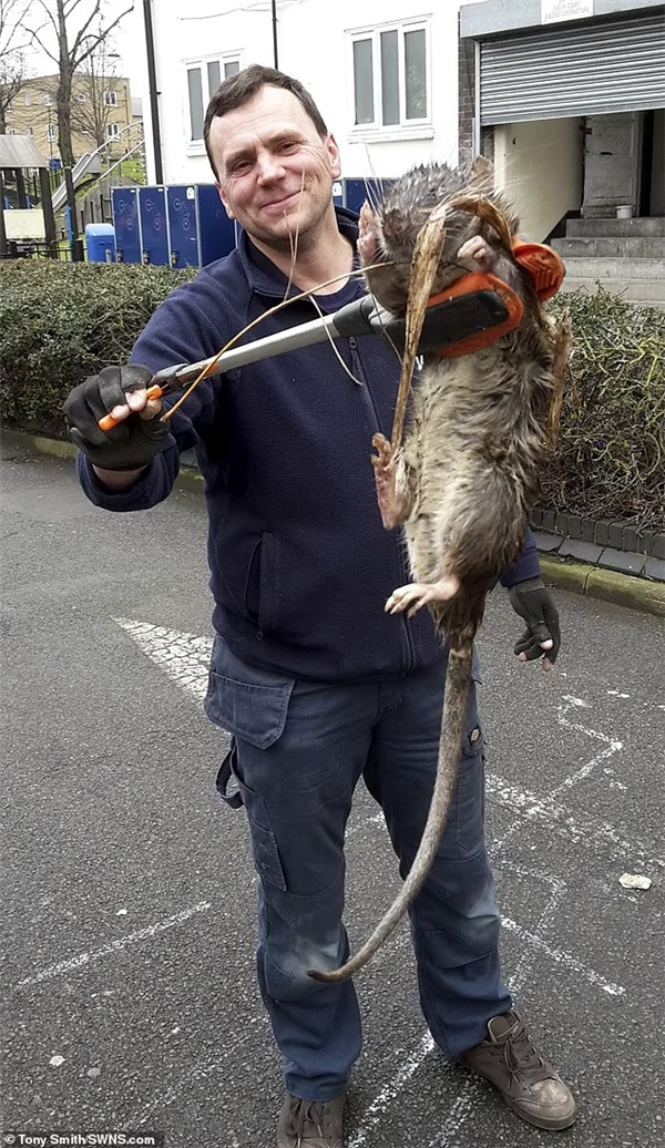英国捉到比狗还大的老鼠 足足56厘米！为什么老鼠变异如此