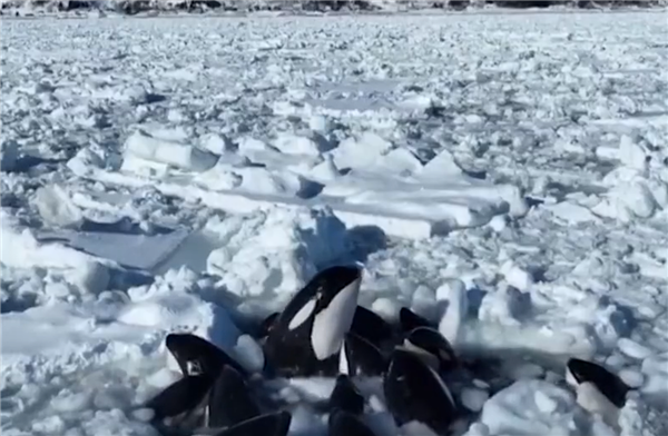 日本北海道10余头虎鲸被困浮冰：当地称无法营救