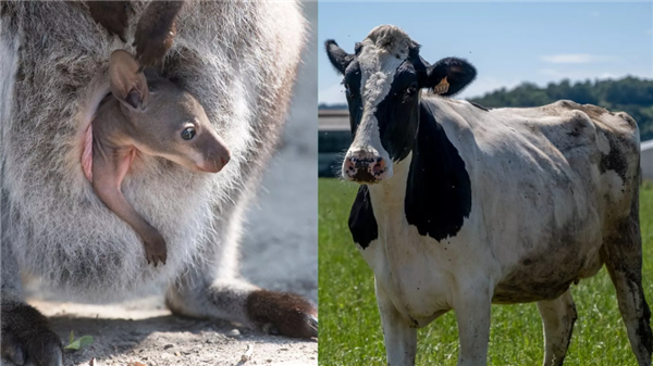 阻止全球变暖 美国出奇招：给奶牛吃小袋鼠的便便
