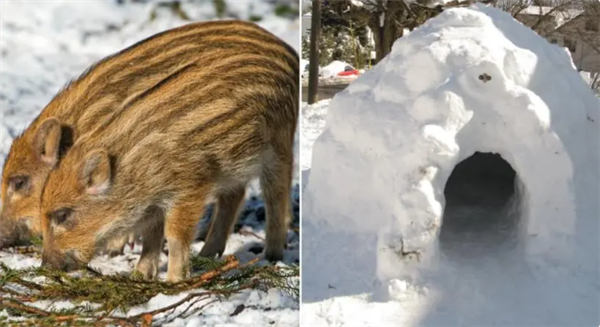 加拿大超级猪入侵美国：体型2倍于美国野猪 高智商不怕冷