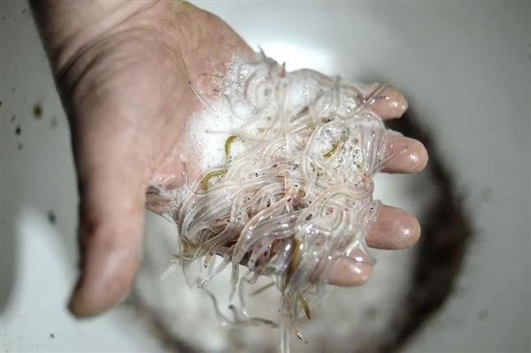 国外黑市鳗鱼苗卖到1公斤5800欧：中国养殖鳗这么多为何不出口