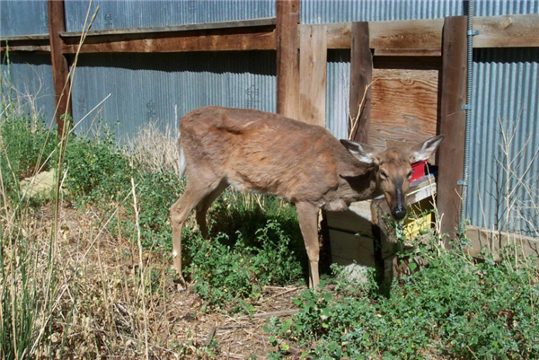 美国黄石公园发现第一例僵尸鹿！目光呆滞流口水 专家担忧人被感染