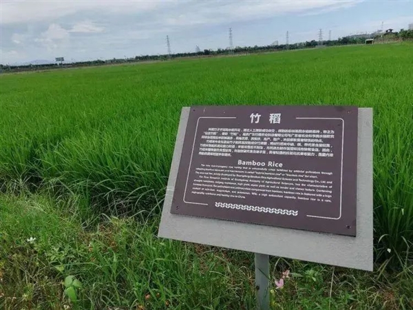 竹子、水稻杂交成竹稻 可长到2米！亩产千公斤、20元1斤