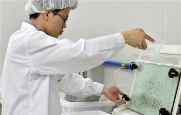 四川惊现“蚊卷风” 大量蚊子聚集5米高？想干嘛？