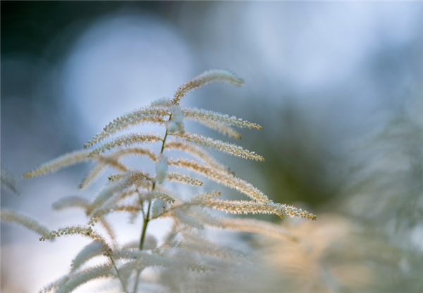 19999元刀锐奶化 尼康发布尼克尔Z 135mm F/1.8 S Plena镜头