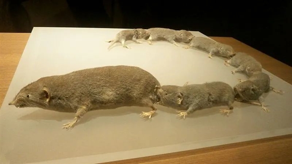 奇特的鼩鼱：出门彼此咬着尾巴行动 5亿年前就怎么干了