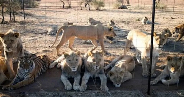 狮子不如猪！活着是猎物 死了卖肉卖骨头：在南非居然合法