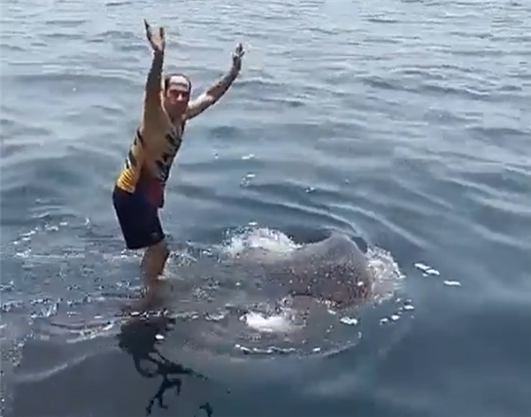 伊朗男子海中骑乘鲸鲨：对人很友好、个性最温和的鲨鱼
