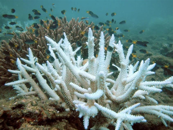 美国警告 全球第四次珊瑚白化开始！严重影响至少8.5亿人