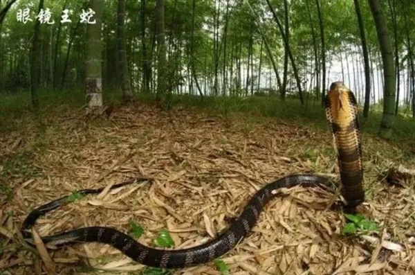 五步蛇在中国并不是最毒的 却是最危险的！
