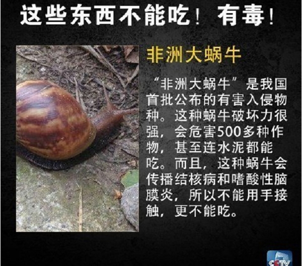网友在山姆买到剧毒蓝环章鱼 央视科普：这几样常见食物也不能吃