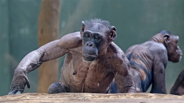德国一动物园黑猩猩被同伴薅秃了：露出一身腱子肉
