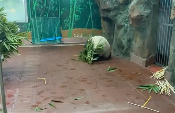 门票值了！大熊猫看到游客后展示“才艺”：抱着竹子连续翻跟头