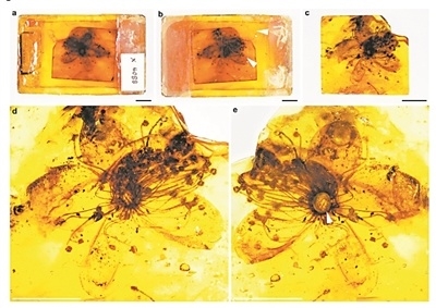 3千多万年前琥珀现已知最大花朵：3倍于其他化石花