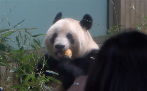 日本生活5年多 大熊猫香香明天回国：游客惜别送祝福