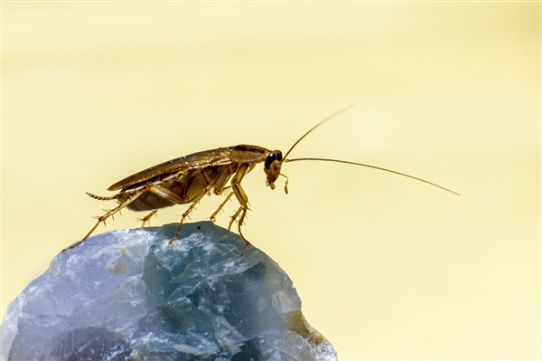 入境船舶上发现1万余只蟑螂：鉴定为德国小蠊、世界性卫生害虫