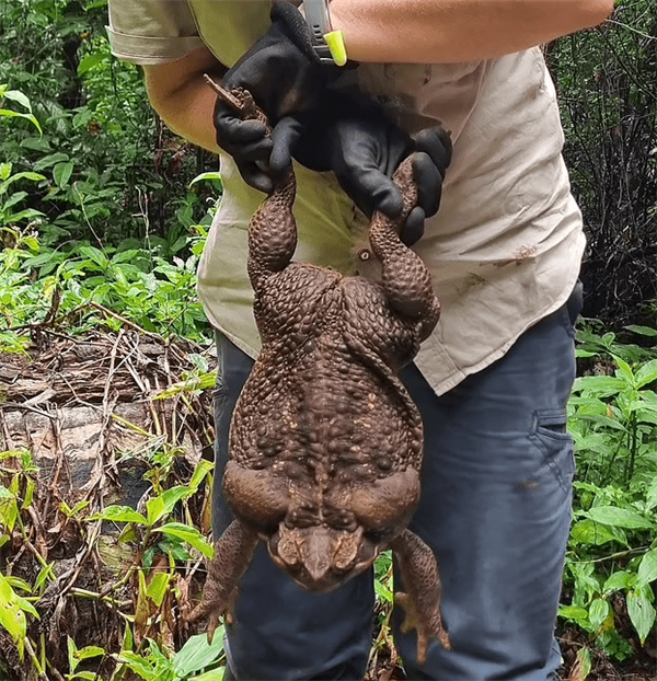 2.7公斤带剧毒！澳大利亚发现巨型海蟾蜍：已被安乐死
