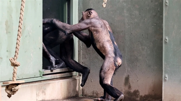 德国一动物园黑猩猩被同伴薅秃了：露出一身腱子肉