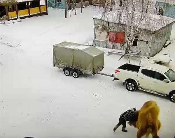 俄罗斯男子殴打骆驼被撕咬拖行身亡 别小瞧它：发起飙来狼都怕