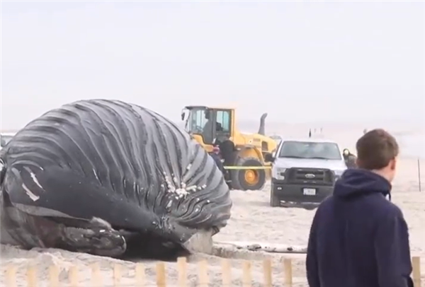 一座头鲸在纽约州海滩搁浅后死亡：去年12月以来第十八起