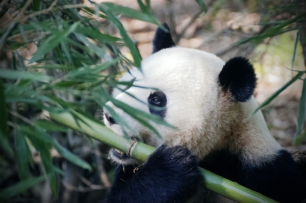 大熊猫“公主”和“融融”已离世：官方公布原因令人痛心