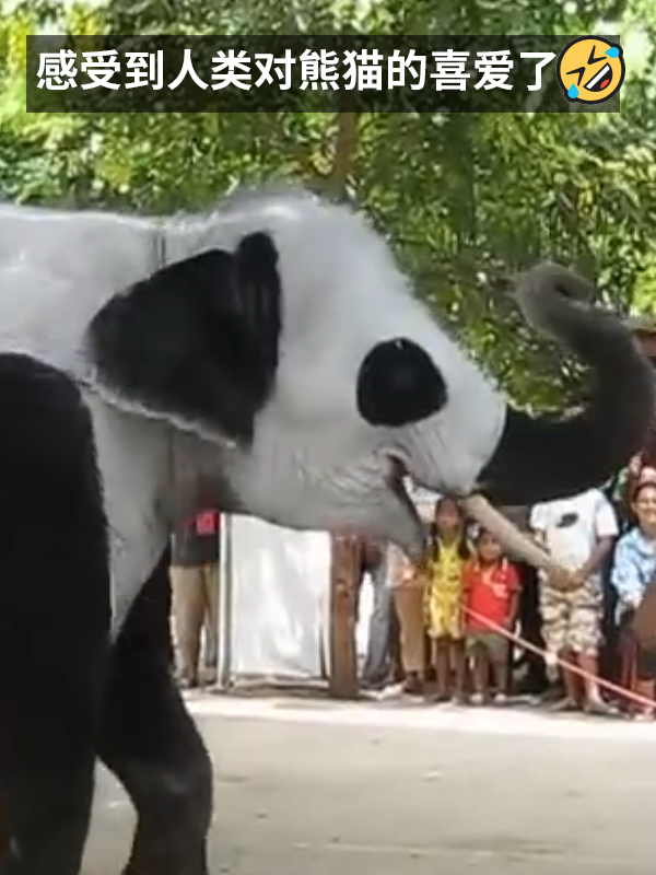 动物园用狗子假扮熊猫 难怪它们狗里狗气的