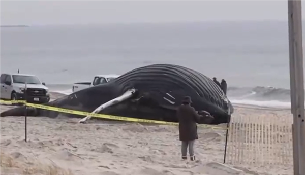 一座头鲸在纽约州海滩搁浅后死亡：去年12月以来第十八起