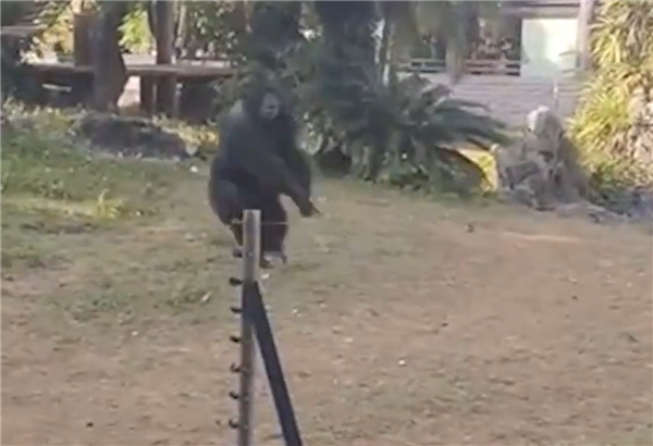 大猩猩扔矿泉水砸伤游客 南宁动物园回应：应激防卫举动