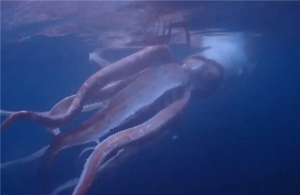 克鲁苏式恐惧 日本夫妇潜水时拍到巨型乌贼：眼睛大得骇人